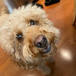 Meet your Posher, Sam